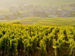 Le spécialiste des voyages en groupe pour les seniors