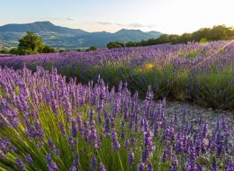 TOUS EN DRÔME PROVENÇALE !