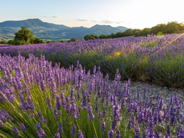 TOUS EN DRÔME PROVENÇALE !