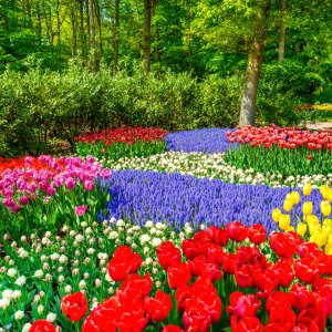 Hollande et au Keukenhof 3