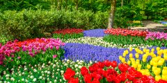 Hollande et au Keukenhof 3 Hollande